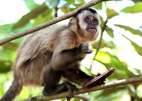 Mulher é internada ao ter dedo mutilado por mordida de macaco prego no Amazonas