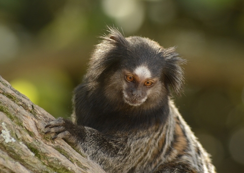 Mulher que contraiu raiva após ser mordida por sagui morre em hospital