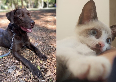 Escassez de kit intubação faz cirurgias veterinárias serem suspensas em SP