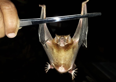 Ribeirinhos devem receber vacina contra raiva após ataques de morcegos no Amazonas