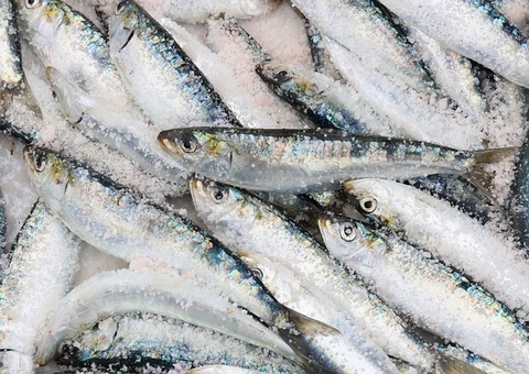 Começa hoje período de defeso da sardinha, pacu e surubim no Amazonas