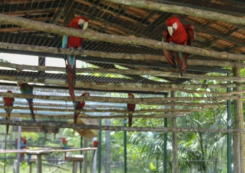 Ibama apura maus-tratos em centro de triagem de animais silvestres