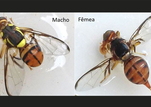 Ministério declara Roraima área de quarentena para mosca da carambola