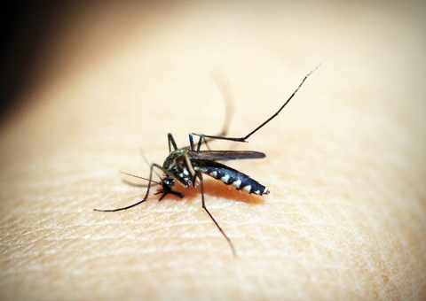 Dengue e Diabetes: saiba como evitar complicações