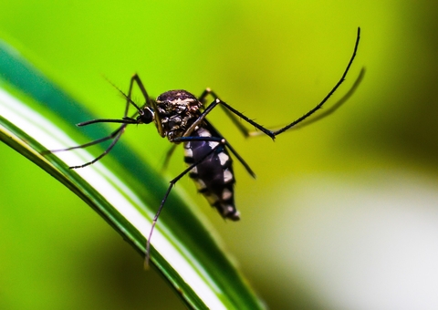 Neuroinflamação gerada pelo zika vírus aumenta risco de criança ter autismo