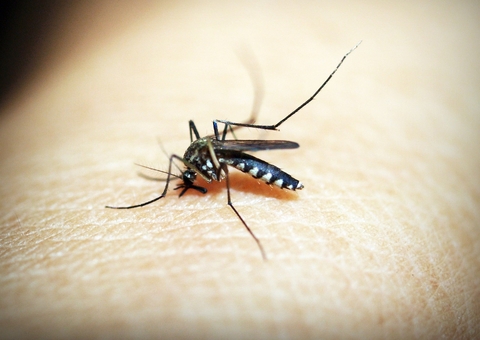 Brasil vai ampliar oferta de doses contra a dengue em 2025, afirma ministra