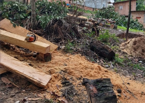 Com motosserra, homem é preso em flagrante por crime ambiental em Manaus
