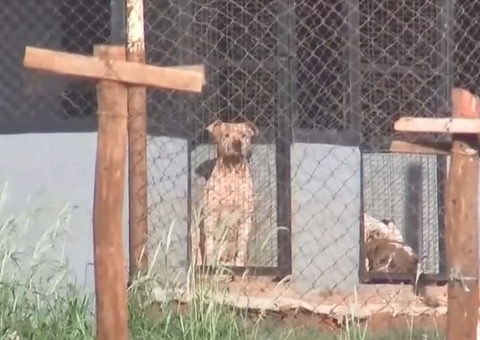 Mulher morre atacada por pitbulls ao visitar namorado em sítio