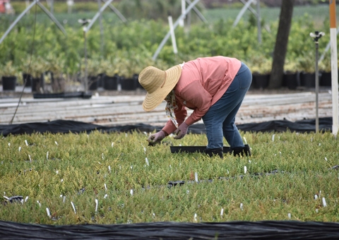 Declaração de imposto de propriedade rural vai até esta quinta