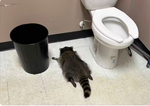Animal invade loja, "bebe todas" e é encontrado desacordado no banheiro