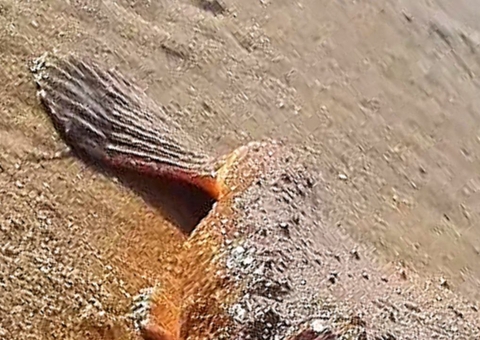 Peixe-morcego é flagrado em praia do Brasil e impressiona banhistas