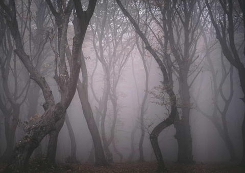 ‘Floresta amaldiçoada’ tem vários desaparecimentos e aparição de OVNI’s