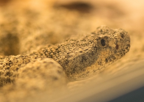 Substância extraída de veneno de cobra produz ‘supercola’ para pele