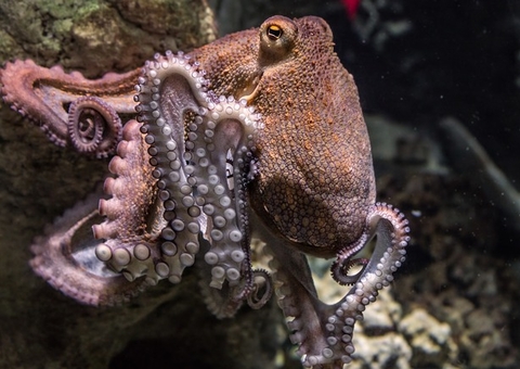 Polvos têm diferentes estágios de sono, assim como os humanos, e parecem até sonhar