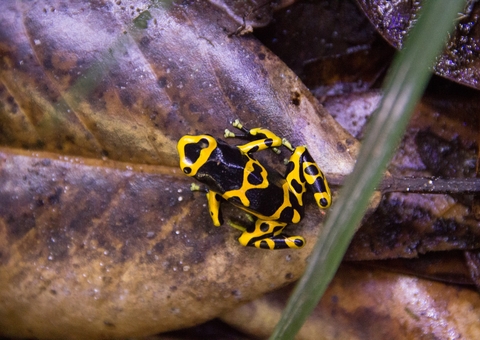  Brasil é o primeiro do mundo em potencial de descoberta de espécies