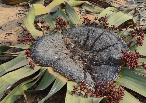 Welwitschia: Revelado o segredo de planta 'imortal'