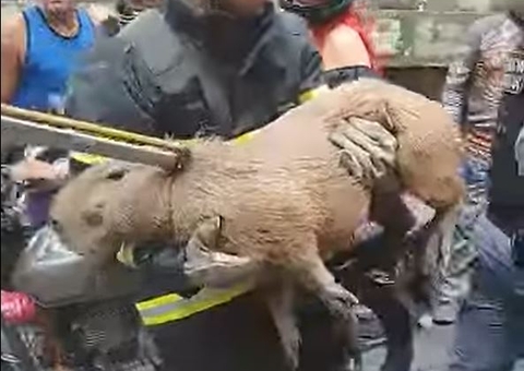 Capivara de quase 50 kg é atropelada por motocicleta em rua de Manaus
