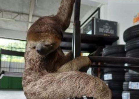 Funcionários encontram bicho-preguiça dentro de loja na Cidade Nova