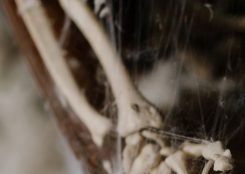 Populares encontram ossada humana em ramal no Amazonas