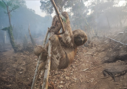 Alerta é divulgado após denúncia sobre desmatamentos e queimadas em Parintins