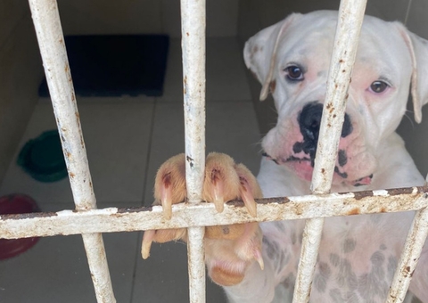 Cães que tinham sangue retirado para venda a clínicas veterinárias são resgatados