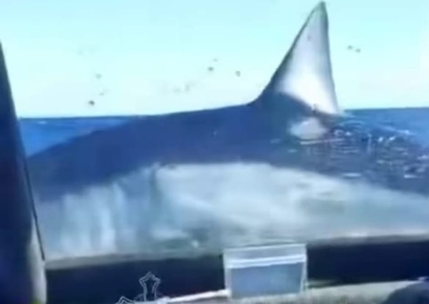 Tubarão salta para dentro de barco e deixa passageiros em pânico; vídeo