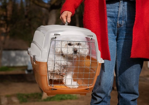 Senado debate projetos para transporte seguro de animais domésticos