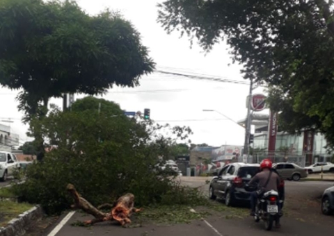 Árvore tomba e complica trânsito em avenida de Manaus
