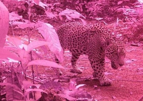 Vídeo: Onça é flagrada passeando em cachoeira de Presidente Figueiredo