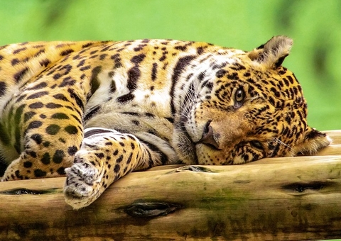 Ativistas cobram justiça para onças mortas e expostas na Internet