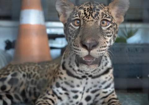 Onça Golias chega a Manaus após ser criada como 'pet' no interior do Amazonas