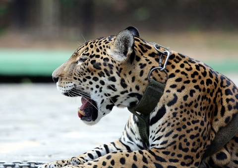 Estudo do IBGE diz que Amazônia tem 64 espécies em grave risco de extinção 