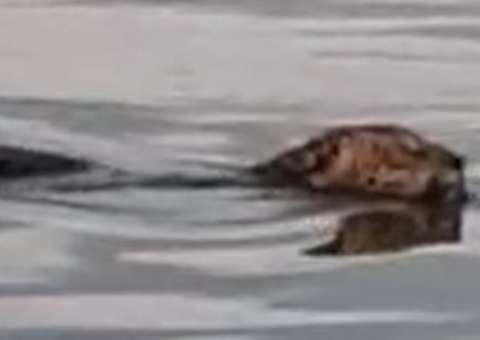 Vídeo mostra onça nadando em rio no interior do Amazonas