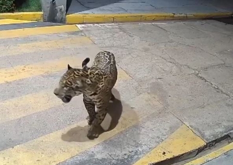 Onça-pintada é flagrada tentando entrar em condomínio residencial