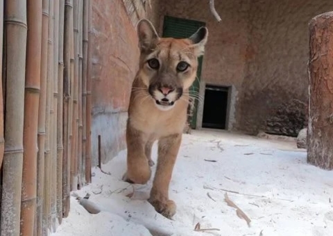 Onça Loki foge de jaula, e zoológico de Brasília é evacuado e fechado