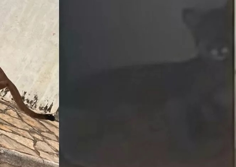 Onça invade área de emergência de hospital e foge para dentro de casa