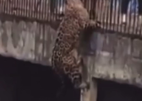 Onça-pintada escala grade de zoológico e fica cara a cara com visitantes; vídeo