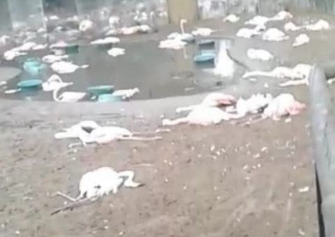 Onças invadem parque durante a madrugada e matam 172 animais