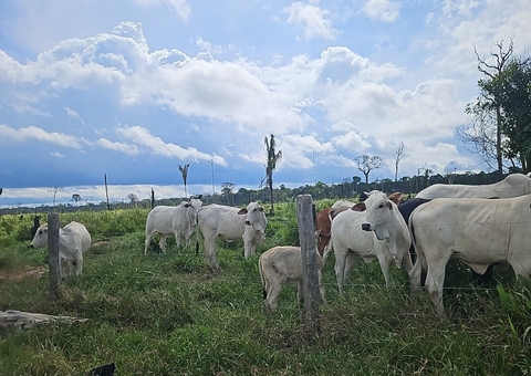 Operação resulta em R$ 930 mil em multas por esquema de criação ilegal de gado no Amazonas