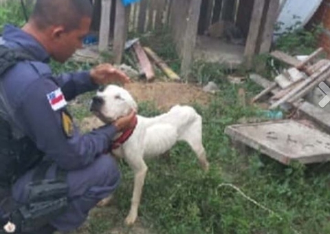 Amarrado com cabo de aço, Pitbull morre e outro é resgatado no Amazonas