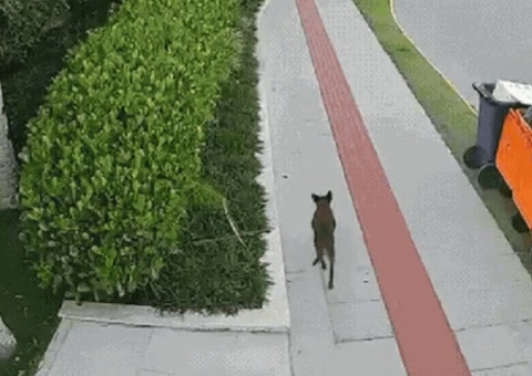 Defesa divulga vídeo de Orelha vivo e contesta acusações da polícia 