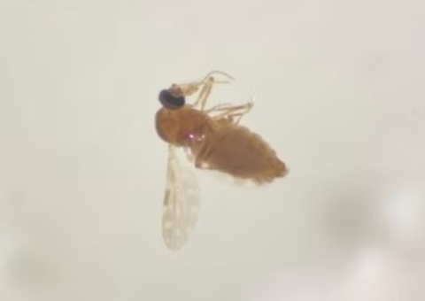 Antes restrita à Amazônia, febre oropouche se espalha pelo país