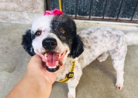 Família pede ajuda para encontrar cadela que desapareceu no Mutirão