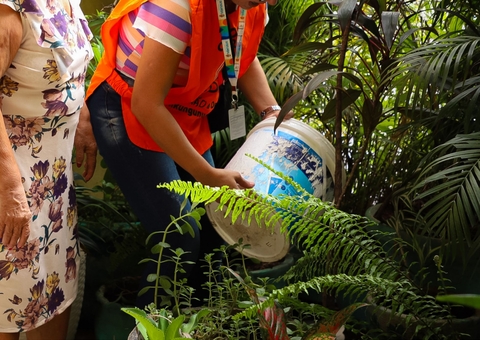 Arboviroses: Quatro casos de dengue são confirmados em Manaus