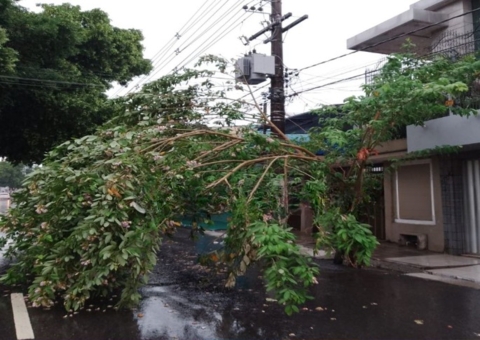Árvore tomba durante chuva e interdita rua em Manaus