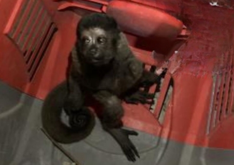 Macaco-barrigudo ferido é resgatado na avenida Torquato Tapajós