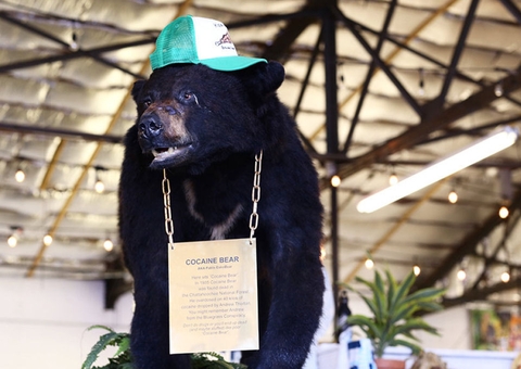 História de urso que ingeriu 30 kg de cocaína vai virar filme
