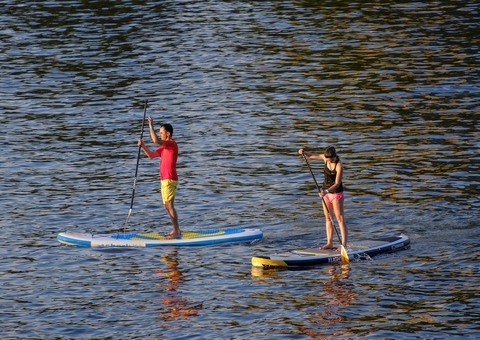 Tubarão-elefante bizarro invade aula de stand-up paddle; confira o vídeo
