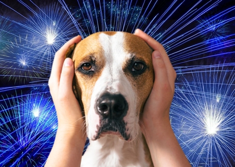 Proteja seu animal de estimação durante a queima de fogos no Natal; veja como