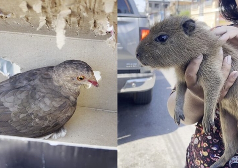 Filhote de capivara é resgatado após ser vendido por R$ 20 em Manaus